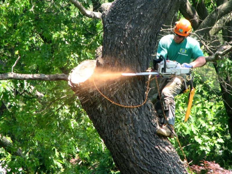 Tree service