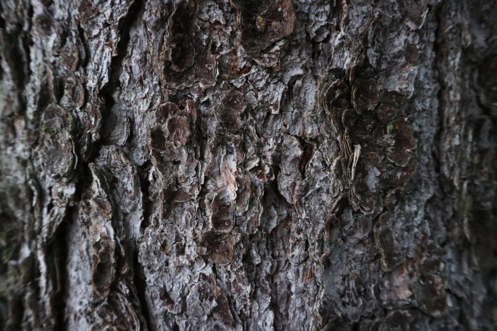 Garden Bark