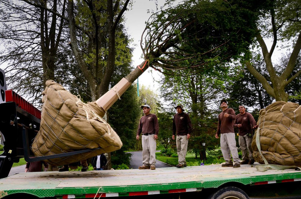 Large Tree Transplanting